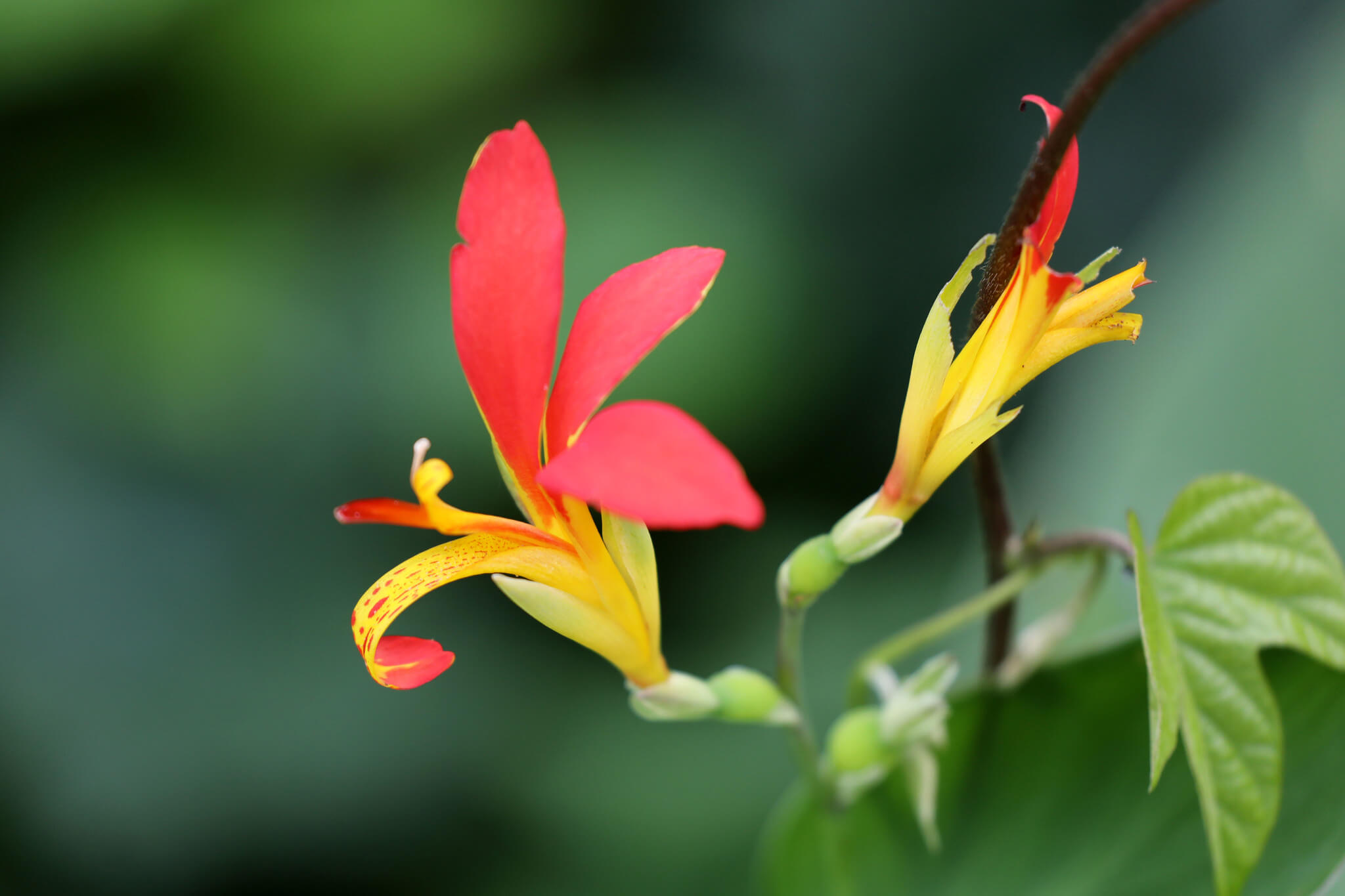 Canna indica